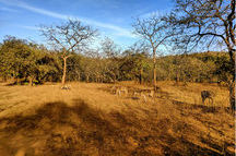Rainforest Gir Forest National Park Gujarat India Rainforest Gir Forest National Park Gujarat India